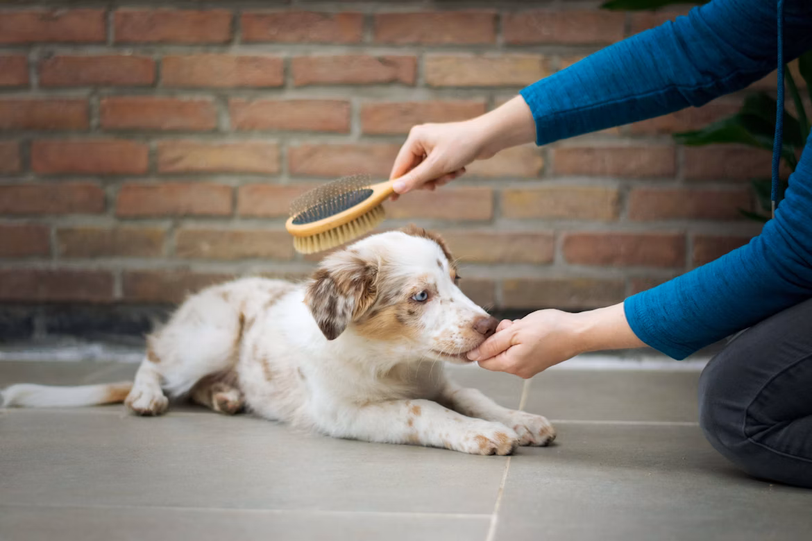 Cachorro jugando