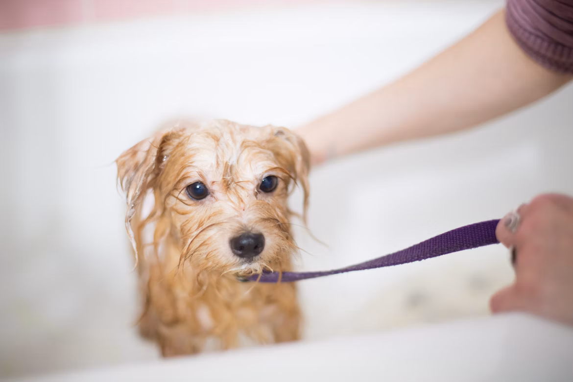 Perro siendo bañado