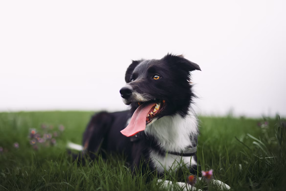 Perro feliz