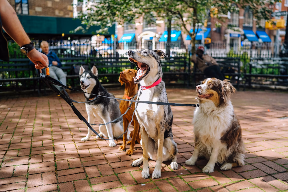 Perros en un parque