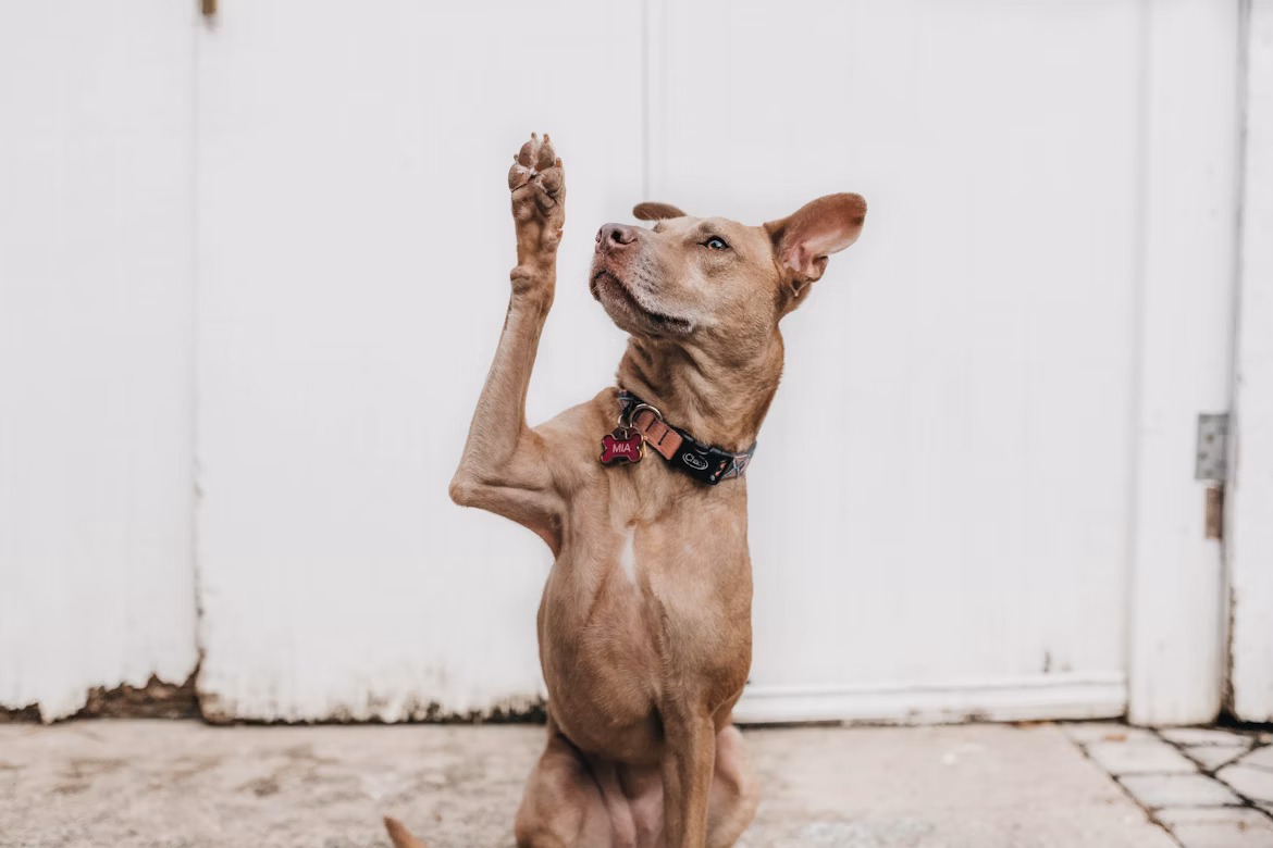 Perro haciendo trucos